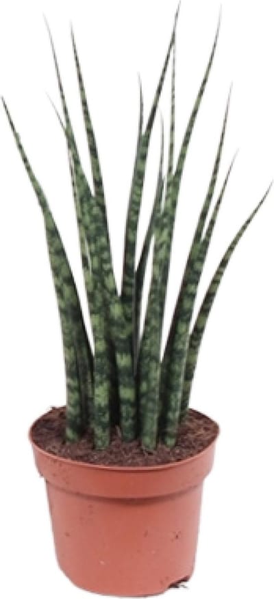 Plantenboetiek.nl | Sansevieria Fernwood Mikado - Ø12cm - 30-40cm hoog - Kamerplant - Groenblijvend - Cactus & Vetplanten