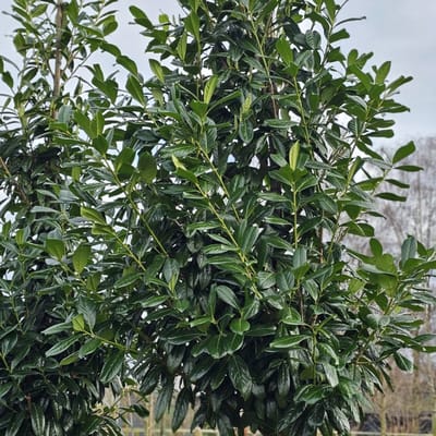 Prunus laur. 'Novita' 60-80cm - Hoogwaardige prachtige laurierbomen