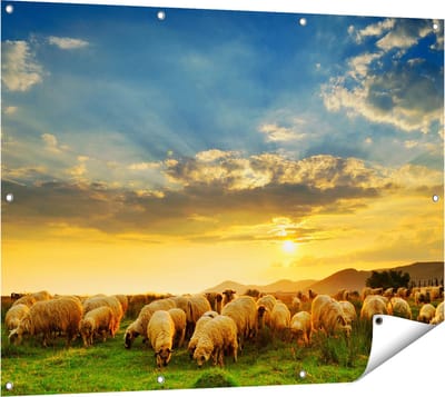 Gards Tuinposter Kudde Schapen op het Gras bij Zonsondergang - 120x90 cm - Tuindoek - Tuindecoratie - Wanddecoratie buiten - Tuinschilderij