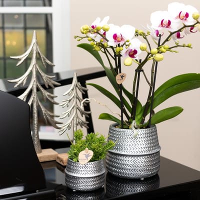 Kolibri Home | Groove bloempot - Zilveren keramieken sierpot - Ø9cm