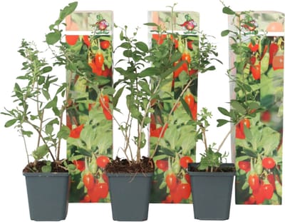 Plant in a Box - Lycium Barbarum - Set van 3 - Boksdoorn - Goji bes - Pot 9cm - Hoogte 25-40cm