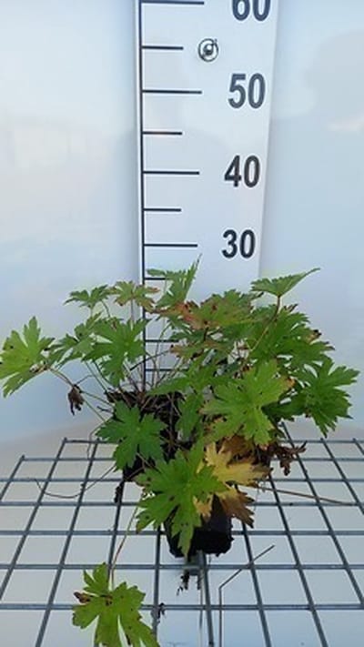 6x Ooievaarsbek - Geranium psil. 'Red Admiral' | 9x9 cm pot