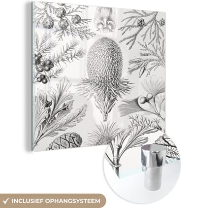 MuchoWow® Glasschilderij 50x50 cm - Schilderij acrylglas - Coniferen - Ernst Haeckel - Kunst - Retro - Illustratie - Natuur - Foto op glas - Schilderijen