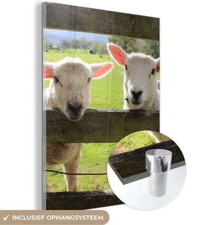 MuchoWow® Glasschilderij 30x40 cm - Schilderij acrylglas - Schapen - Dieren - Boerderij - Foto op glas - Schilderijen