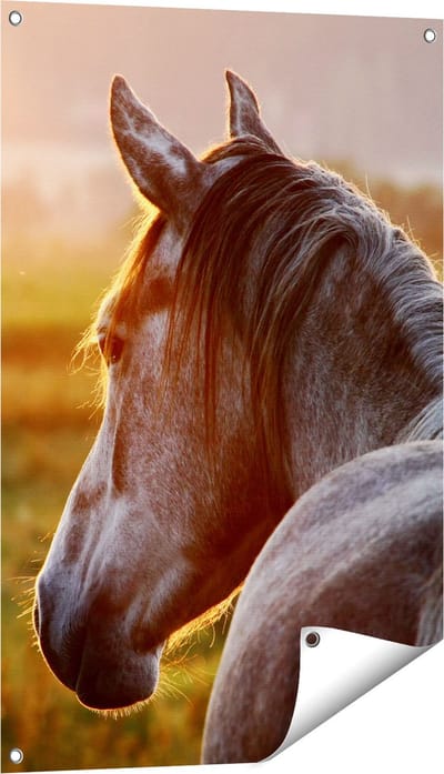 Gards Tuinposter Paard in de Weide tijdens Zonsondergang - 60x90 cm - Tuindoek - Tuindecoratie - Wanddecoratie buiten - Tuinschilderij