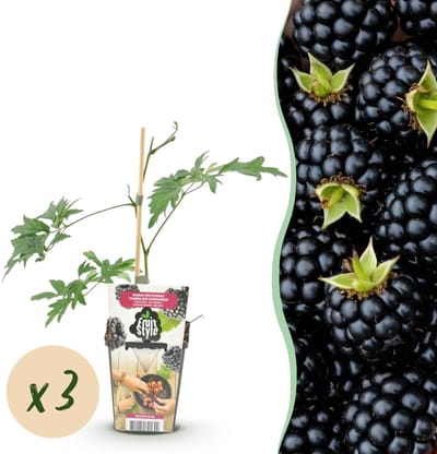 Green boutiQ - Fruitplanten - Groenblijvende Braam - Rubus Thornless Evergreen - Winterhard - 3 Planten - Pot 9 cm - Zwarte Braam