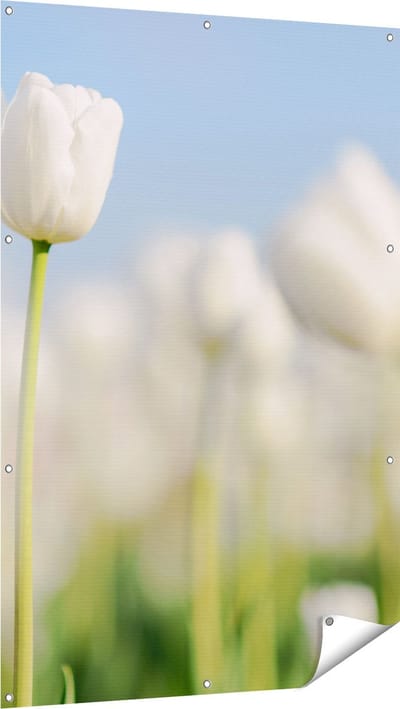 Gards Tuinposter Witte Tulpen - Bloemen - 100x150 cm - Tuindoek - Tuindecoratie - Wanddecoratie buiten - Tuinschilderij