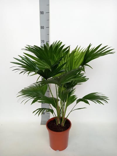 Plantenboetiek.nl | Livistona Rotundifolia - Waaierpalm - Ø17cm - 60-70cm hoog - Kamerplant - Groenblijvend