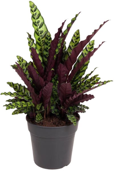 Paarsgroene kamerplant Calathea Lancifolia ca. 70 cm hoog - Pauwenplant Ø27cm