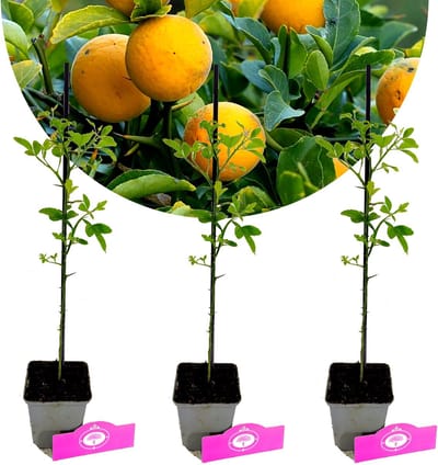Set van 3 Wilde Citroen - Citrus trifoliata - Winterhard - H20cm - in 9cm pot