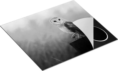 Chefcare Inductie Beschermer Kerkuil op een Boomstronk - Zwart Wit - 60x50 cm - Afdekplaat Inductie - Kookplaat Beschermer - Inductie Mat