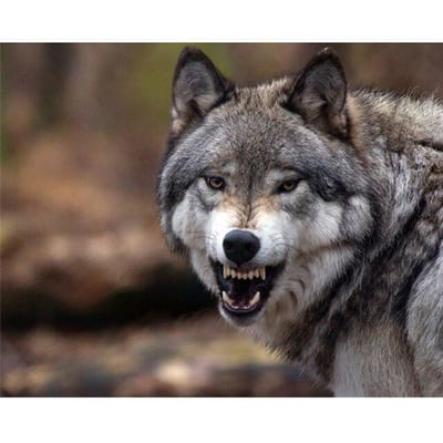 Peinture de diamant 5D à faire soi-même, Kit de mosaïque d'animaux de loup, point de croix, broderie complète, perceuse ronde 20X30CM