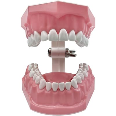 1 pièce Modèle de démonstration pédagogique pour la santé bucco-dentaire, modèle dentaire, pratique du brossage et du fil dentaire, modèles Typodonts, outil d'éducation pour étudiants gray