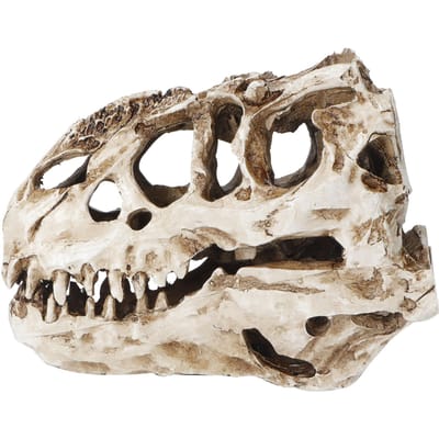 Crâne de dinosaure en résine, squelette animal, ornements, accessoires, collection Halloween, décoration artisanale beige