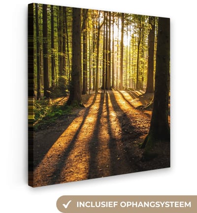 Zon - Bomen - Bos - Landschap - Natuur
