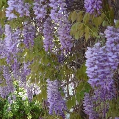 Chinese Blauwe regen (Wisteria Sinensis) - - Vaste planten - Geurend - Klimplant - Voorjaarsbollen - bloeit in Mei / Juni