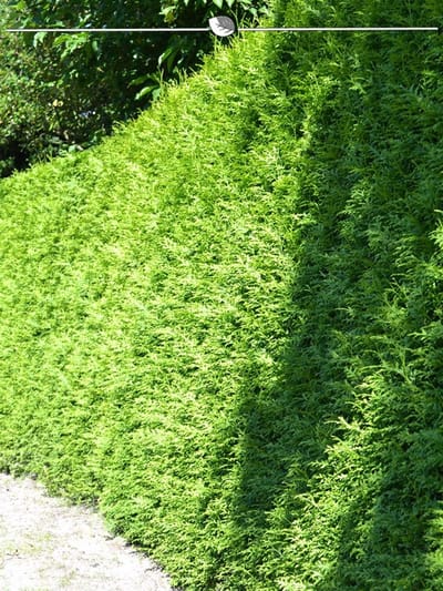 Westerse Levensboom Thuja Brabant 180-200 cm in Pot, 7x Haagplant