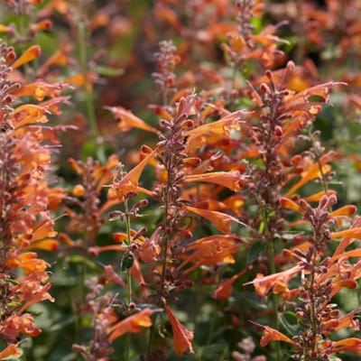 6x Agastache hybrida 'Tangerine Dream' Pot 9x9cm - Kleurrijke en geurige planten voor in de tuin