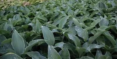 6x Hartlelie - Hosta hybr. 'Flemish Sky' | 9x9 cm pot