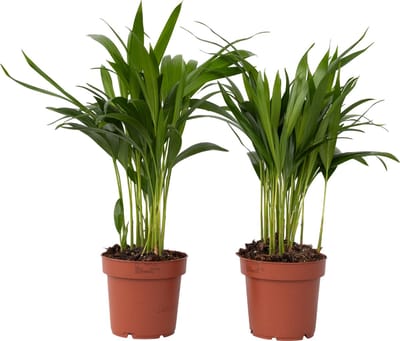 Plant in a Box - Dypsis Lutescens - Set van 2 - Areca - Goudpalm - Luchtzuiverende groene kamerplant - Pot 12cm - Hoogte 30-45cm
