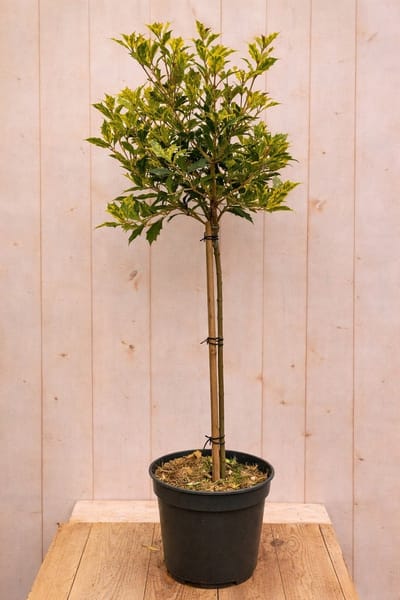 Warentuin natuurlijk - Schijnhulst Osmanthus heterophyllus Goshiki...