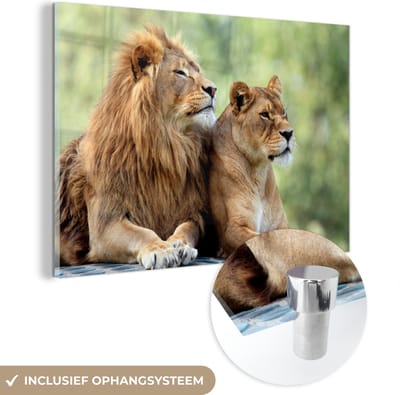 MuchoWow® Glasschilderij 60x40 cm - Schilderij acrylglas - Wilde dieren - Natuur - Liefde - Foto op glas - Schilderijen