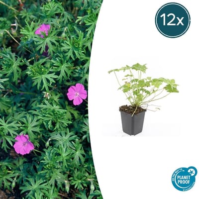 Tuinplantenshop.com | Geranium 'Tiny Monster' | 12 stuks - Ø9cm - 10-25cm hoog - Tuinplant