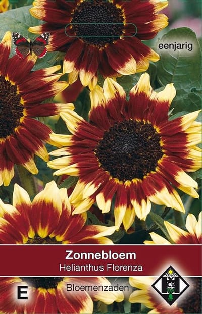 Van Hemert - Zonnebloem Florenza (Helianthus annuus)
