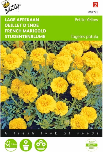 2 stuks Tagetes, lage Afrikaan Petite Yellow