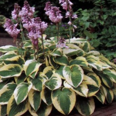 6 x Hosta 'Wide Brim' - Hartlelie pot 9x9cm