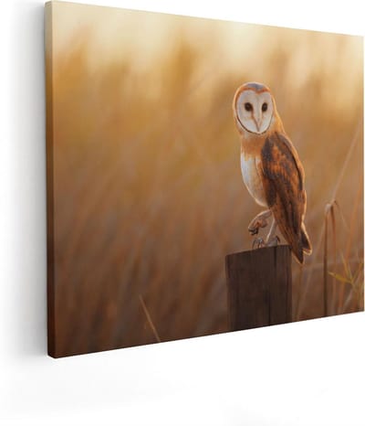 Artaza Canvas Schilderij Kerkuil - 50x40 cm - Wanddecoratie Vogel - Muurdecoratie Dieren - Kamer Accessoires