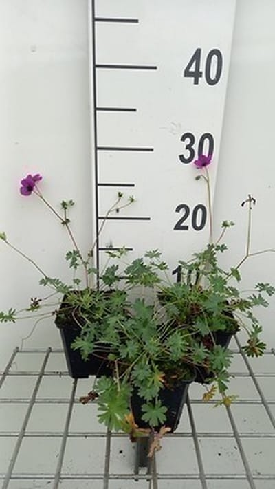 6x Ooievaarsbek - Geranium cin. 'Purpureum' | 9x9 cm pot