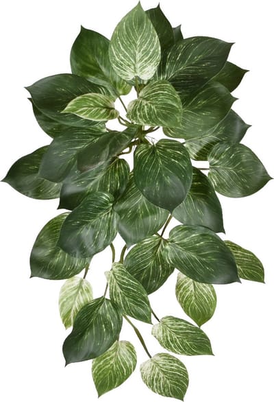Philodendron Birkin hanger 65cm