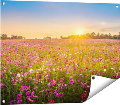 Gards Tuinposter Bloemenveld met Roze Kosmos - 80x60 cm - Tuindoek - Tuindecoratie - Wanddecoratie buiten - Tuinschilderij