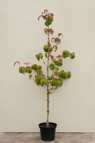 Jonge Grootbloemige Japanse Kornoelje Boom | Cornus kousa 'Satomi' | 150-200cm hoogte