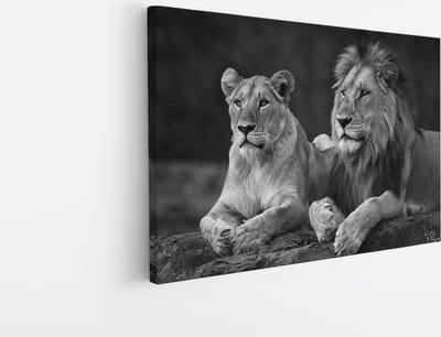 Saammp Canvas Schilderij - 2 Leeuwen op een steen - Dieren - Natuur - 45x30 - Foto op canvas - Wanddecoratie - Muurdecoratie Woonkamer - Slaapkamer decoratie - Canvas Print