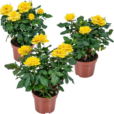 Bloomique - Set van 3 - Potroos Geel - Geschikt voor zowel binnen als buiten - Kamerplanten - Tuinplanten - Terrasplanten - Winterhard - Hoogte 20-30 cm - Pot 12 cm