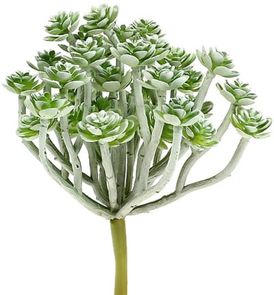 Vetplant Echeveria 17cm Grijs 3 st, 3 Stück