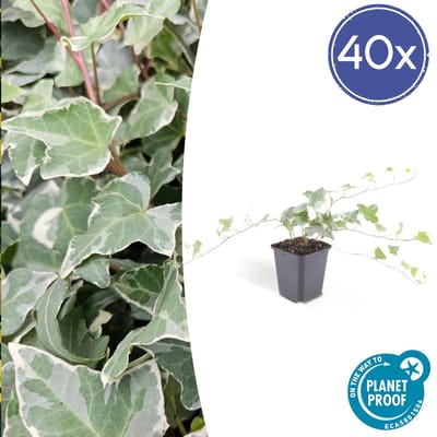 Green Harmony| Hedera hel. 'Glacier' - 25cm - Ø9cm - 6x