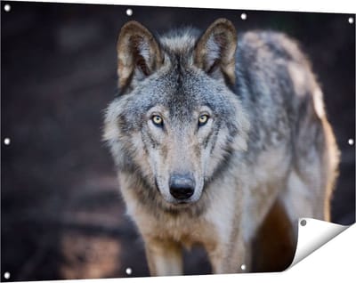 Gards Tuinposter Wolvenkop - Grijze Wolf - 120x80 cm - Tuindoek - Tuindecoratie - Wanddecoratie buiten - Tuinschilderij
