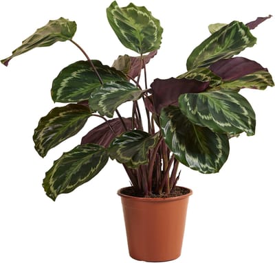 Bloomique - Calathea Medaillon - Pauwenplant - Kamerplanten - Luchtzuiverend - Diervriendelijk - Hoogte 70-90 cm - Pot 19 cm