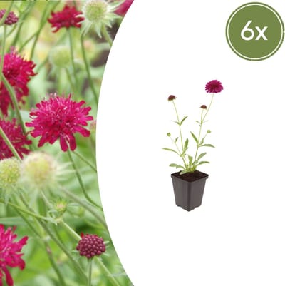 Tuinplantenshop.com | Knautia macedonica | 6 stuks - Ø9cm - 10-25cm hoog - Tuinplant