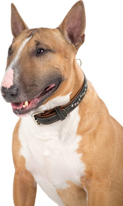 WAUDOG Soft Deco Halsband / Hondenhalsband - Leder - Zwart - M - Breedte: 25 mm - Nekomtrek: 38 - 49 cm (GELIEVE ALVORENS BESTELLEN OPMETEN)