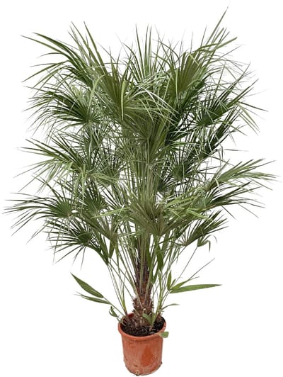 Chamaerops Humilis struik - 170cm- Ø30