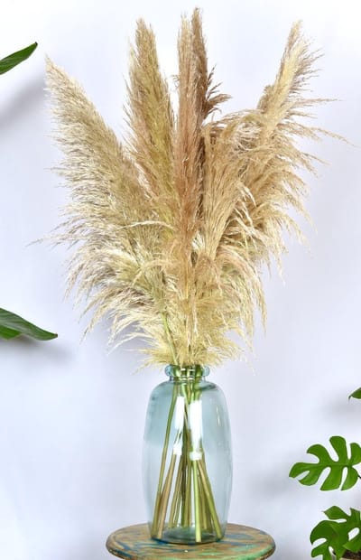 Pampas pluimen 10 stuks| Cortaderia |Droogbloemen | 100cm | Natuurlijk Bloemen
