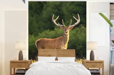 Behang - Fotobehang Hert - Gewei - Gras - Natuur - Dieren - Groen - Breedte 195 cm x hoogte 260 cm