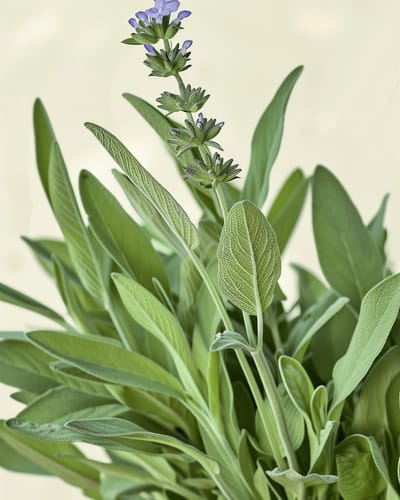 2 sets - Salie Zaden Salvia Officinalis Biologisch Meerjarig Kruid