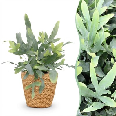 Green boutiQ - Kamerplant - Phlebodium aureum Blue Star - Blauwe Varen - Huisdiervriendelijke Plant - Blauw - 1 Plant - met Mand - Pot 12cm - Hoogte 25cm