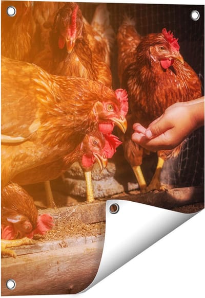 Gards Tuinposter Kippen Krijgen te Eten - 40x50 cm - Tuindoek - Tuindecoratie - Wanddecoratie buiten - Tuinschilderij