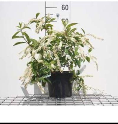 Itea virg. 'Henry's Garnet' - Bloemwilg 30- 40 cm in pot